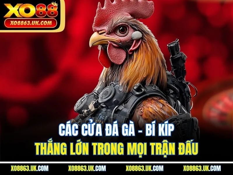 Các Cửa Đá Gà - Bí Kíp Thắng Lớn Trong Mọi Trận Đấu