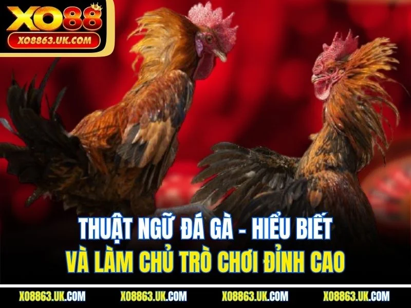 Thuật Ngữ Đá Gà - Hiểu Biết và Làm Chủ Trò Chơi Đỉnh Cao